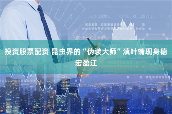 投资股票配资 昆虫界的“伪装大师”滇叶䗛现身德宏盈江