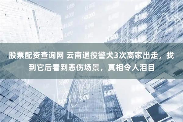 股票配资查询网 云南退役警犬3次离家出走，找到它后看到悲伤场景，真相令人泪目